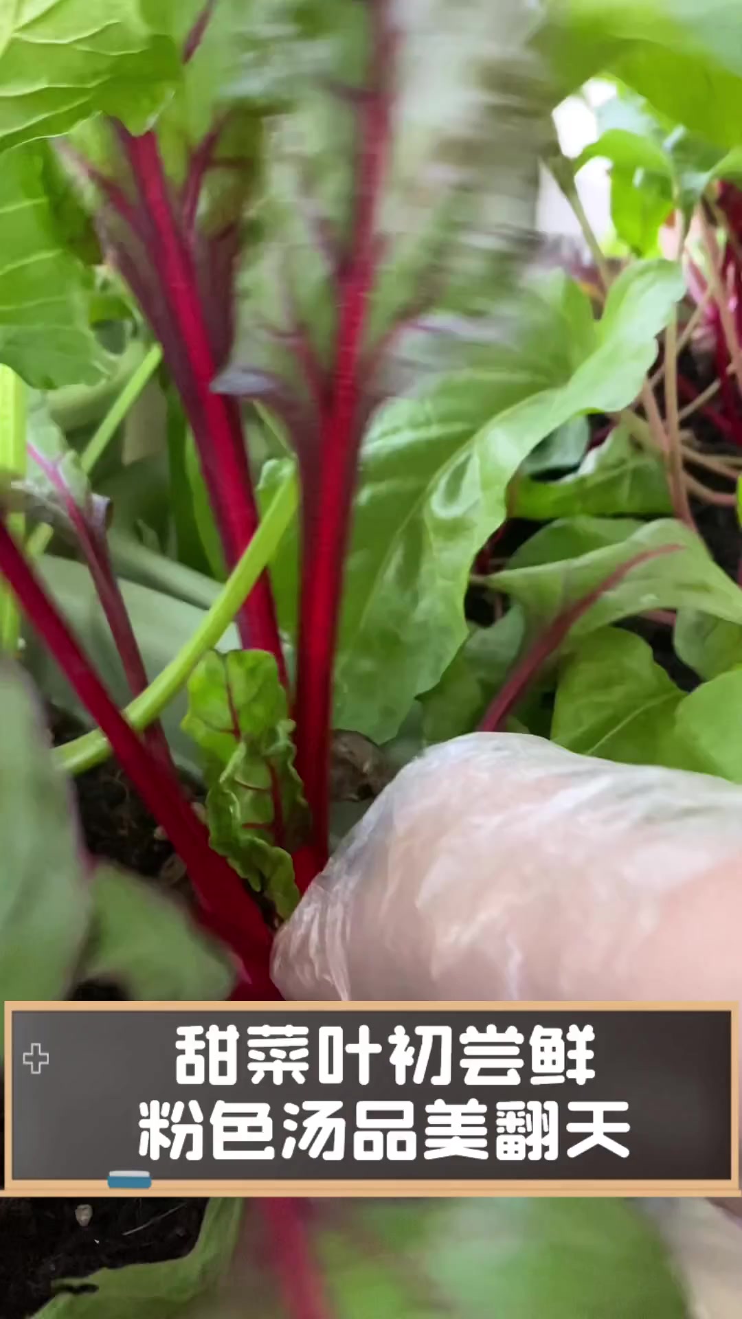 甜菜叶初尝鲜,粉色汤品美翻天