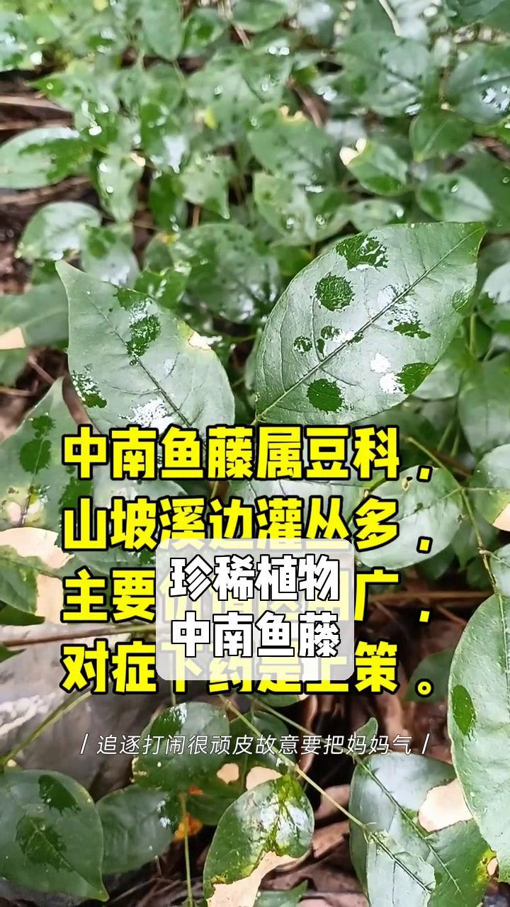 珍稀植物,中南鱼藤
