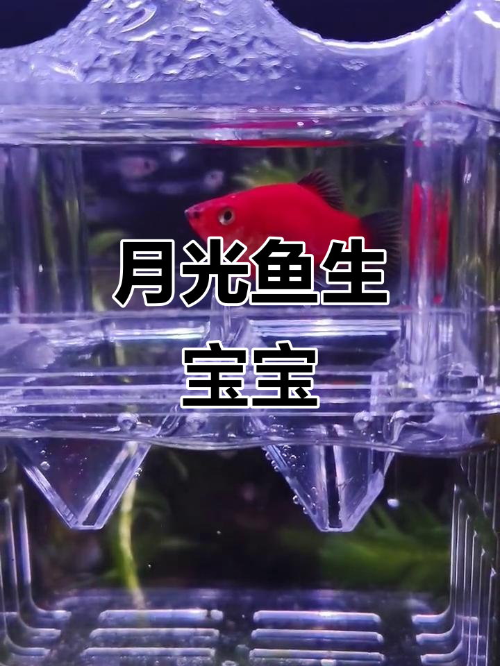 黑尾月光鱼成功产仔，萌态十足！