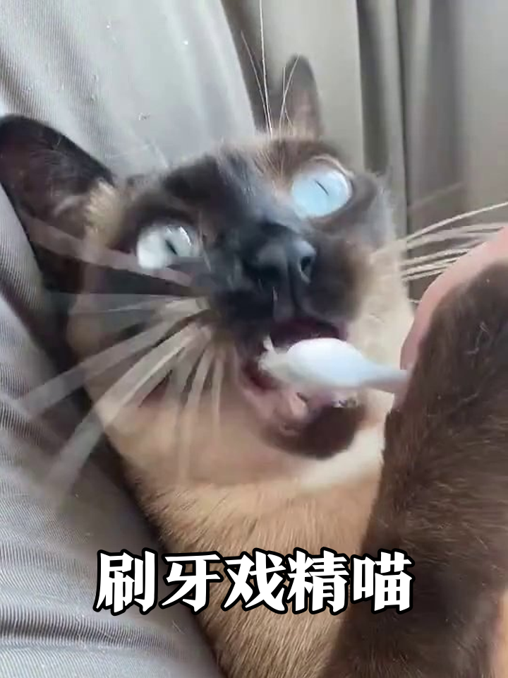 猫咪刷牙名场面：从抗拒到沉迷，这表情管理绝了！