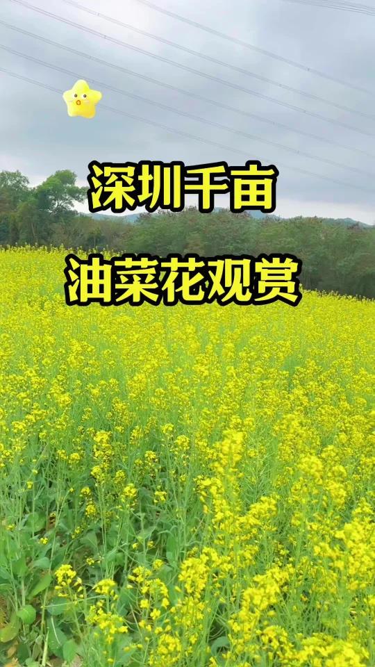 不需要去婺源,深圳也有这么漂亮的油菜花啦