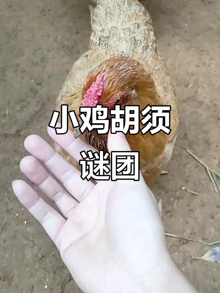 杂交小鸡公鸡没胡子,母鸡却长出了一堆!奇怪的系统故障?