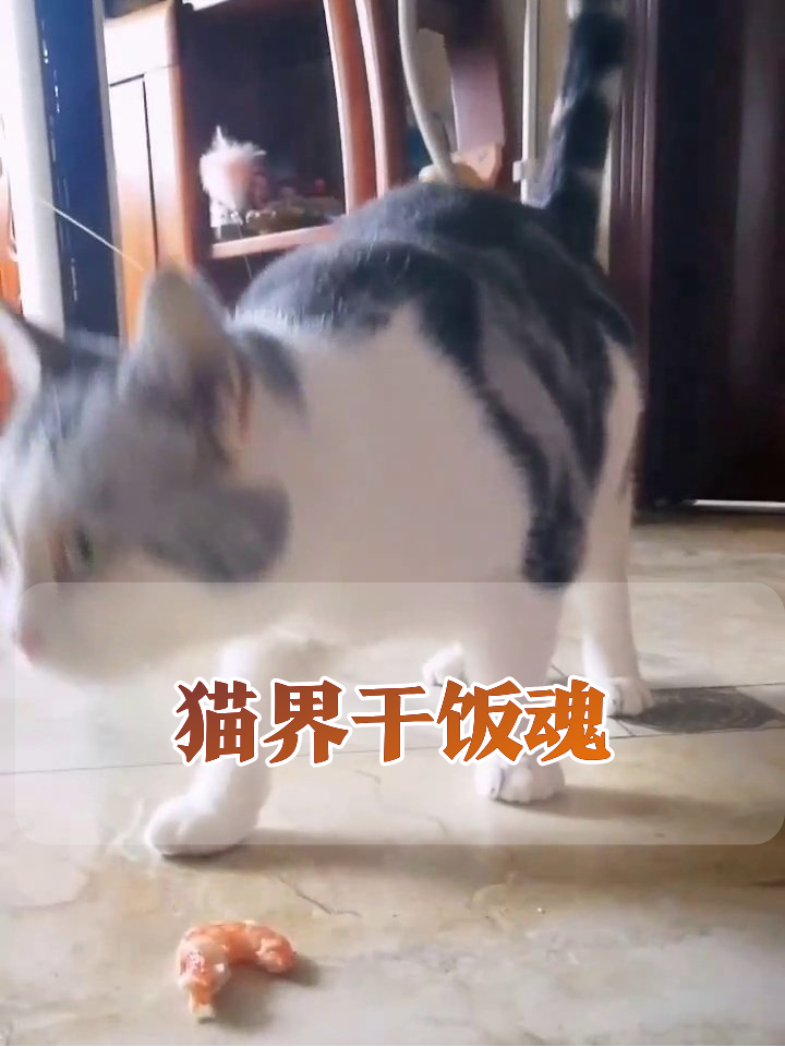 猫咪吃虾吃出表情包,每口都像在渡劫