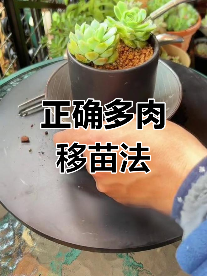 多肉移栽技巧,轻松种植
