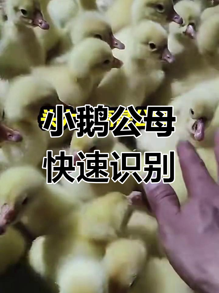 30秒学会分辨小鹅公母,轻松掌握辨别技巧