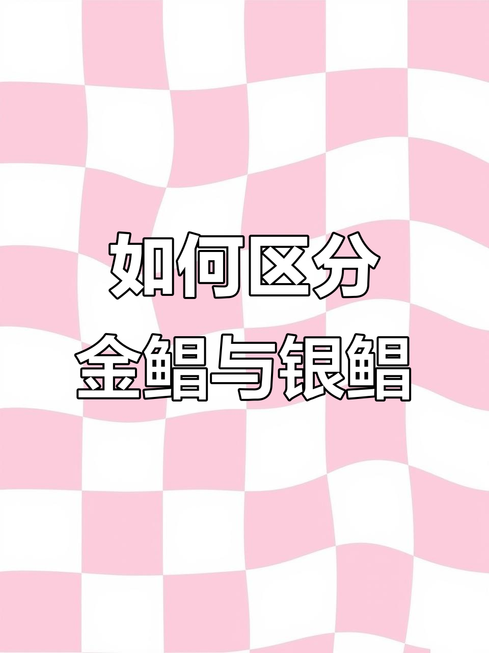 金鲳鱼和银鲳鱼的辨别技巧,北海特产大揭秘