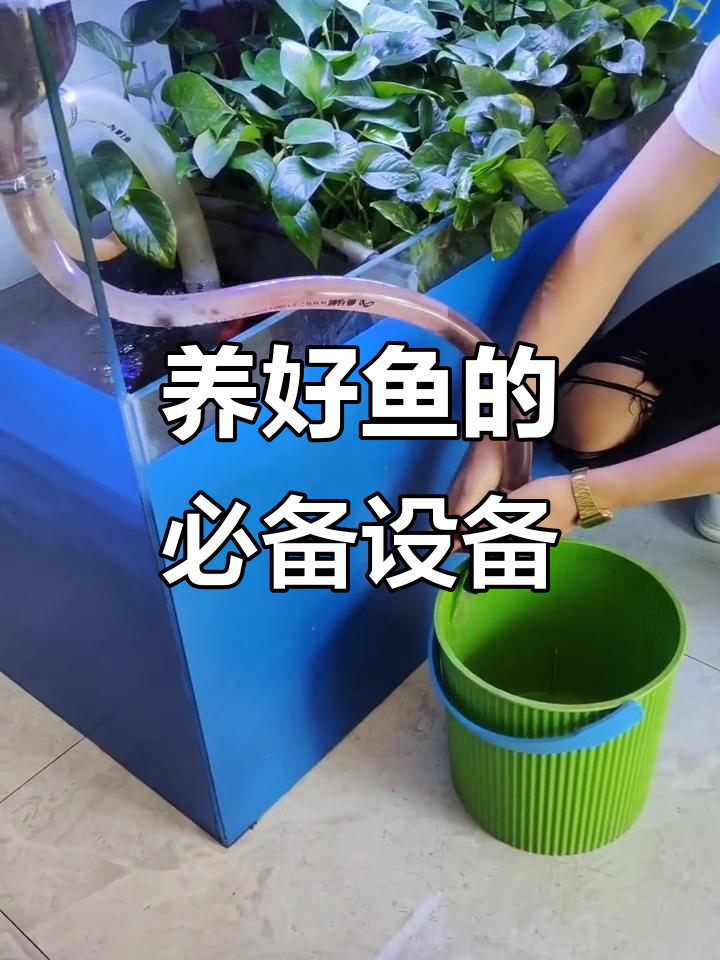 鱼缸水质清澈的秘密:新型粪便分离系统让养鱼更轻松