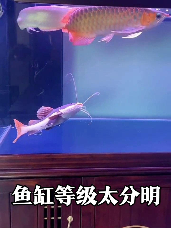 红龙鱼当老大银龙当保镖,鱼缸界这排场比我工位还豪华