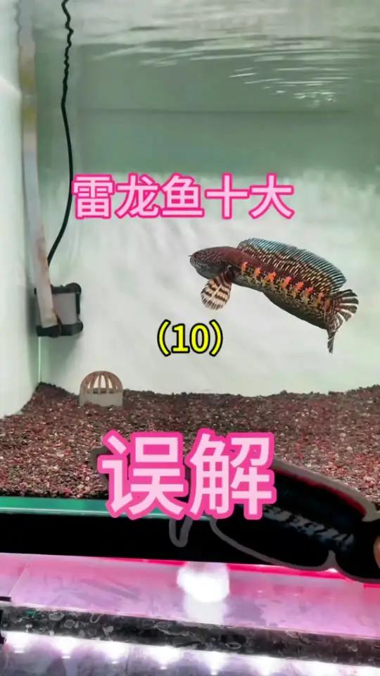 雷龙鱼十大误解之请给蛇足够尊重 养雷龙应该用多大缸 黄金眼镜蛇雷龙 雷龙鱼 巴卡雷龙 观赏