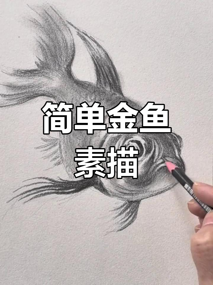 金鱼素描,轻松上手!