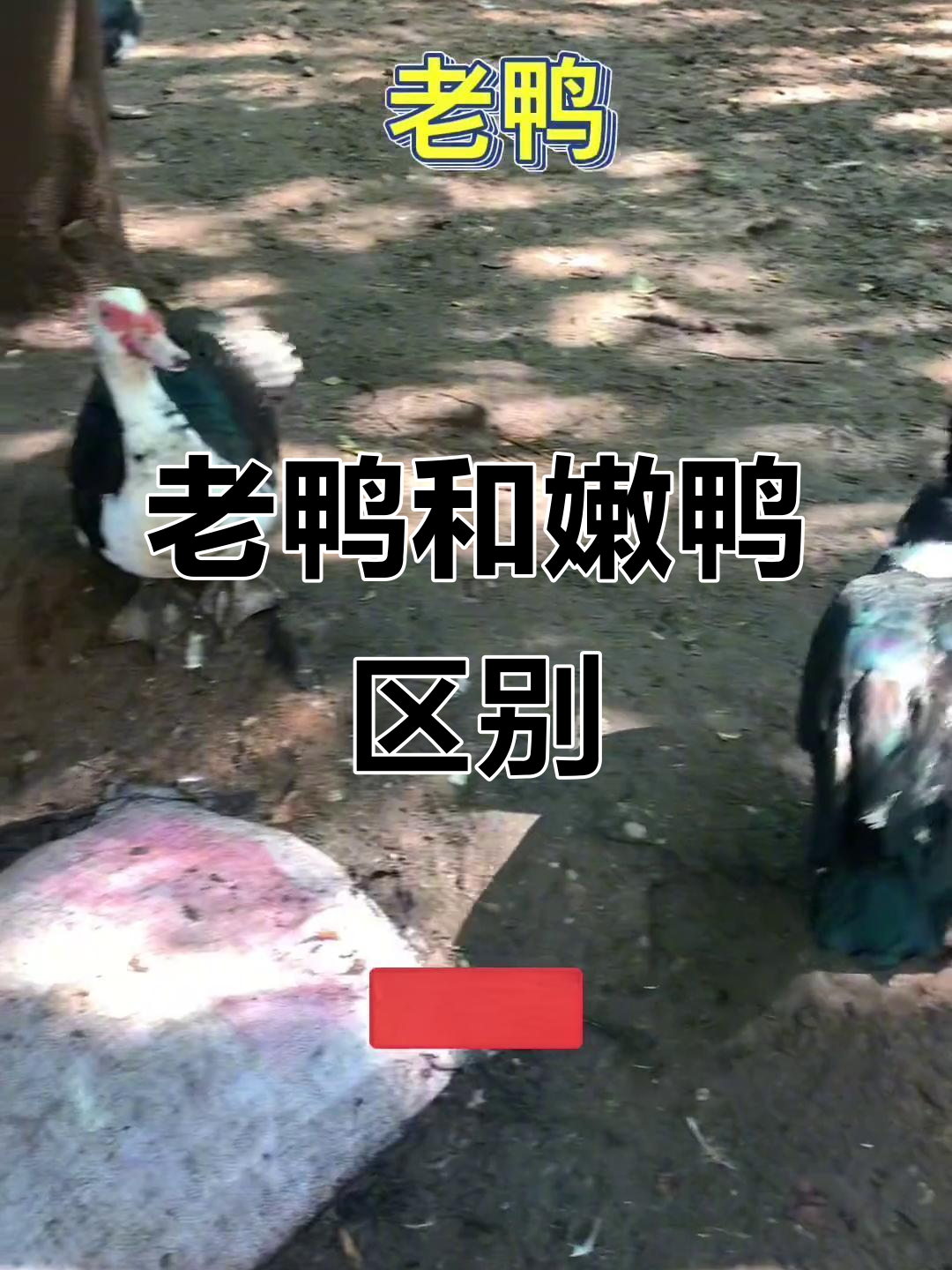 老鸭与嫩鸭的区别，哪个更美味？