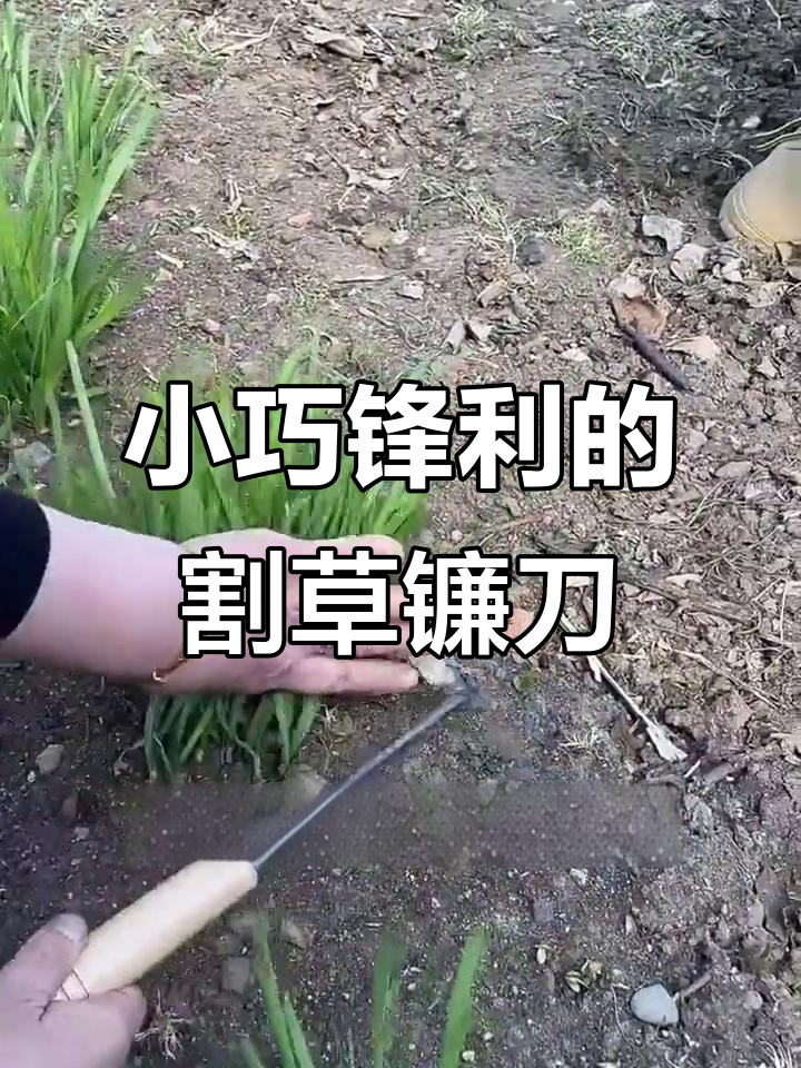 割韭菜除草必备,轻便锋利的小镰刀