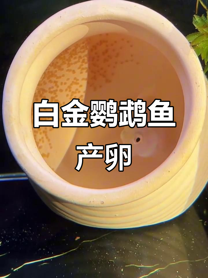 白金迷你鹦鹉鱼产卵,公母配合默契十足