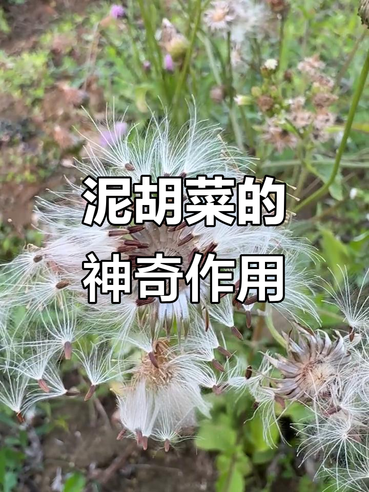 曾被嫌弃的泥胡菜,如今成宝藏草,功效惊人