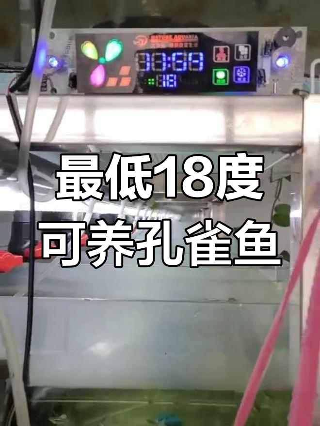孔雀鱼适应温度范围揭秘