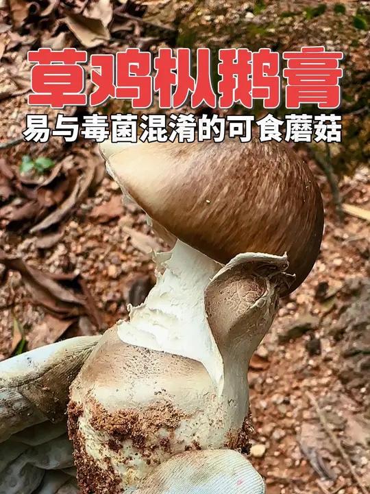 草鸡枞鹅膏 易与毒菌混淆的可食野生菌