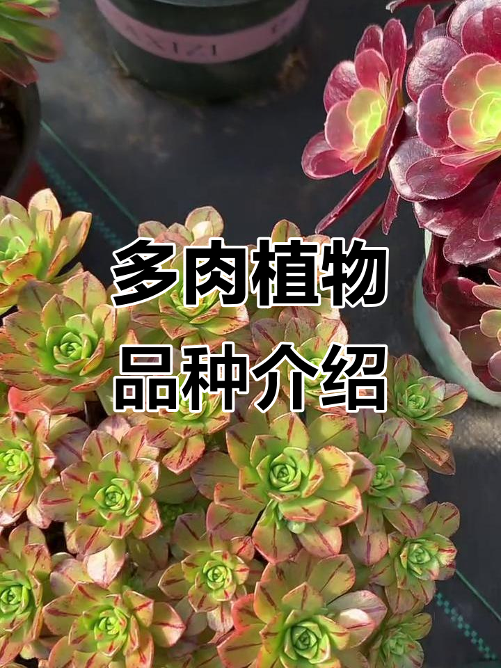奶白美杜莎与碧浪香奈儿:多肉植物品种大揭秘