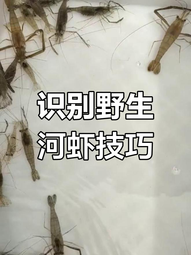 如何辨别野生河虾与养殖虾