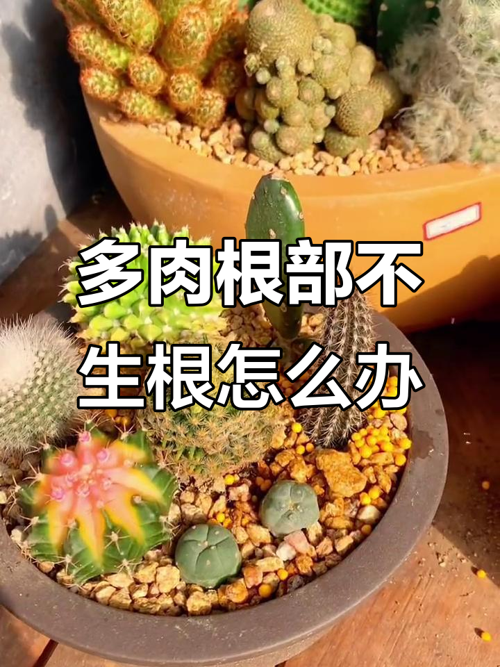 冬季多肉叶片软塌？可能是根系问题，试试这些方法让它重生