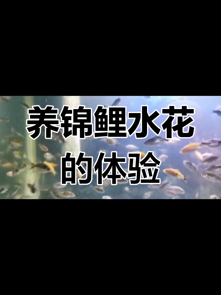 鱼缸养锦鲤水花效果如何?真实反馈大揭秘