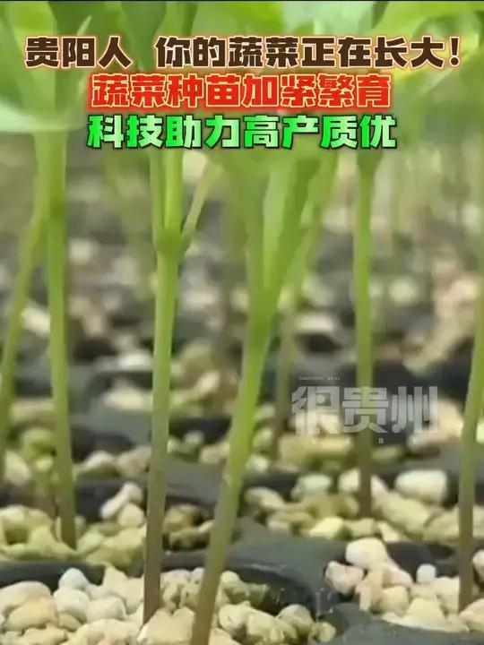 贵阳人,你的蔬菜正在长大!蔬菜种苗加紧繁育,科技助力高产质优