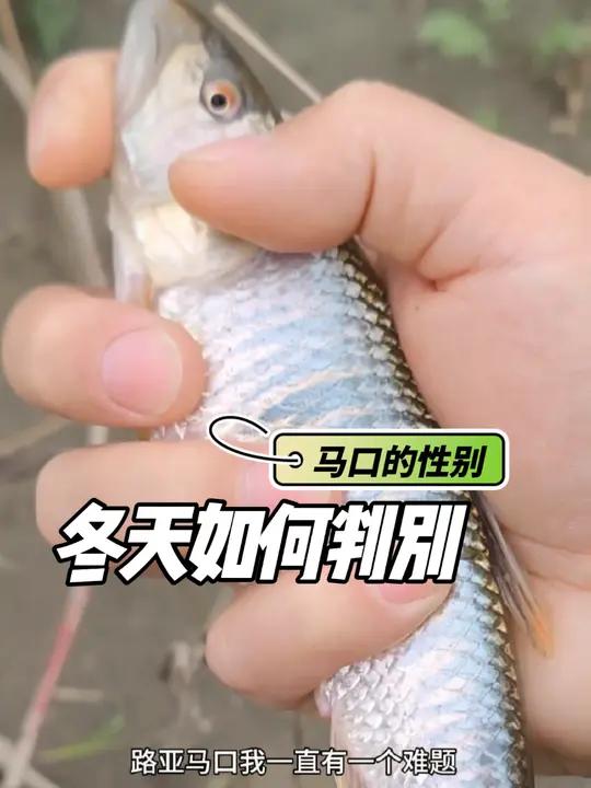 冬天路亚钓的马口,如何判断它的性别呢?我钓了条巨马,微发色,说公马口说母马口的都有,你说它