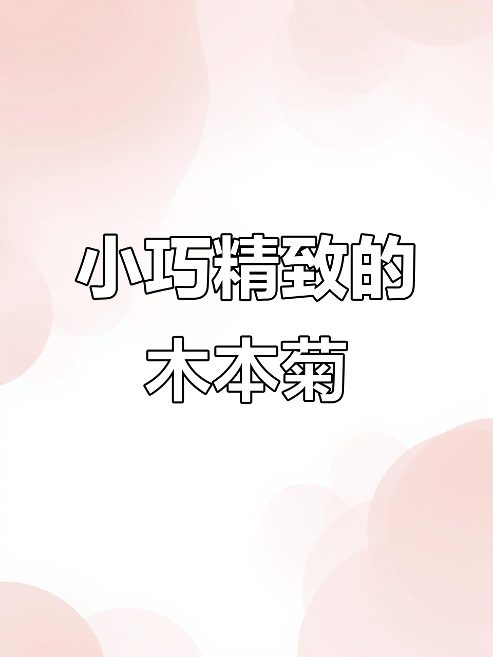 木本菊与盆景菊:从小苗到成型的美丽转变