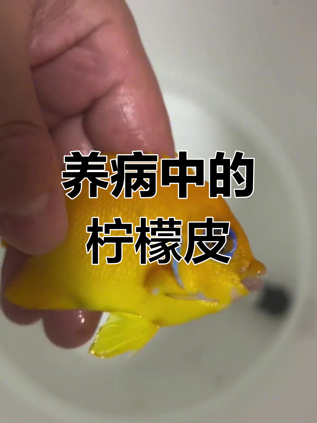 野生柠檬灯鱼养护与治疗