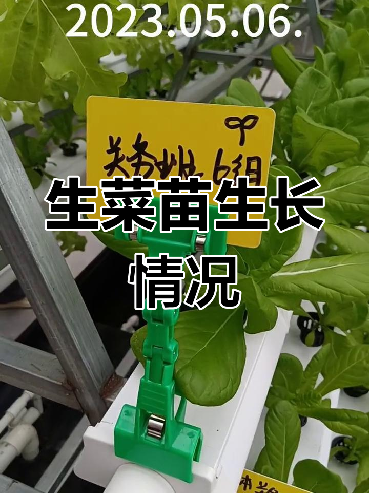 绿奶油与水晶生菜育苗进展