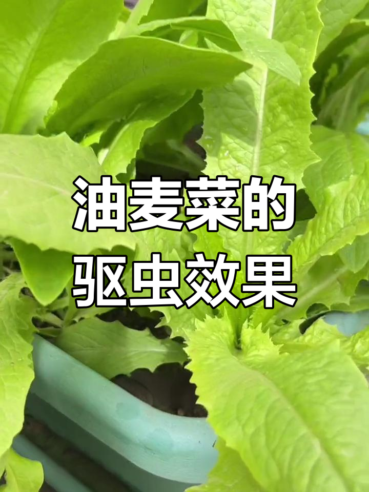 油麦菜有特殊香气,虫子不敢靠近,种上一棵轻松防虫