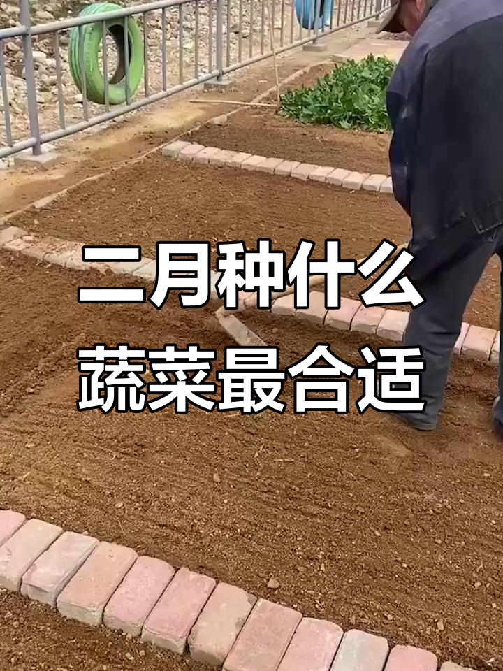 二月最适合种的四种蔬菜,生菜土豆油麦菜都在其中