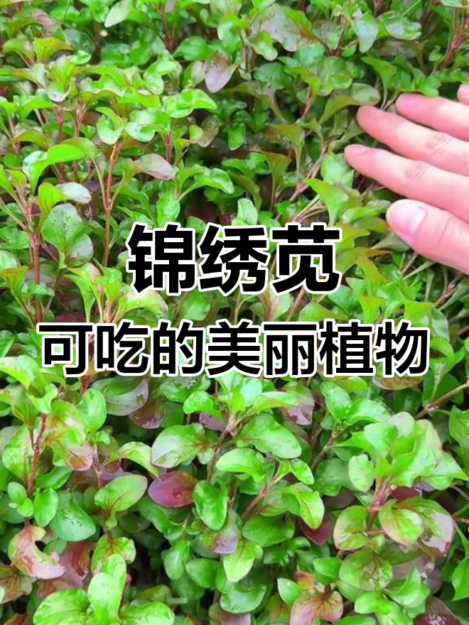 广东常见却少人知的野菜,竟是“旱地西洋菜”,煮汤鲜美无比