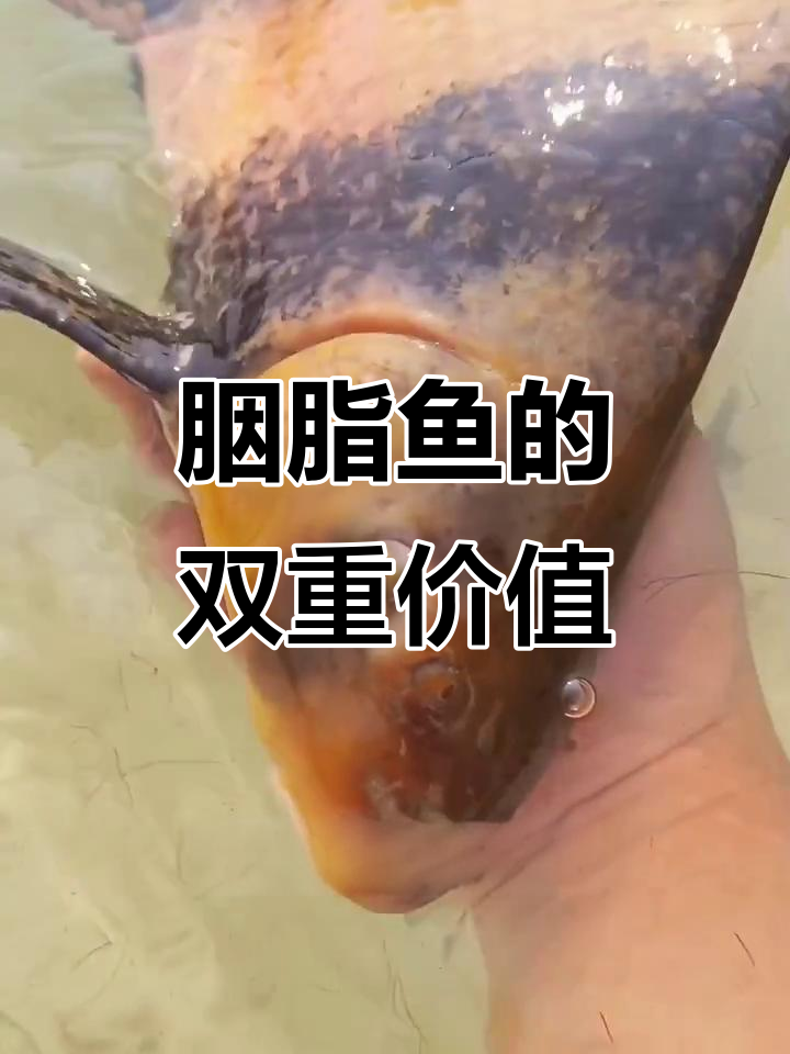胭脂鱼，美丽又实用，既能观赏又能食用，保护水质