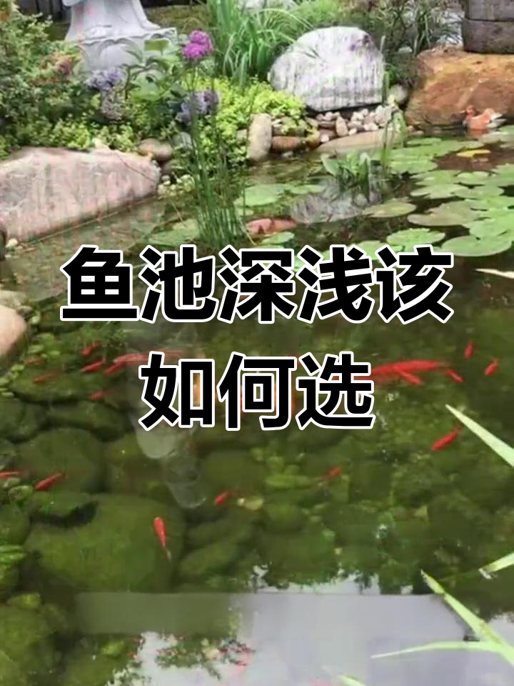 鱼池深度设计指南:如何根据需求选择合适尺寸