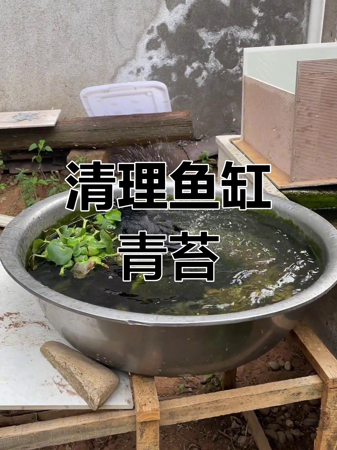 鱼缸青苔清理大作战,斗鱼生活全纪录