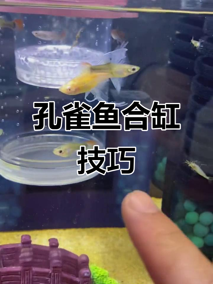 合缸混养全攻略:孔雀鱼与蓝白粗c的完美搭配