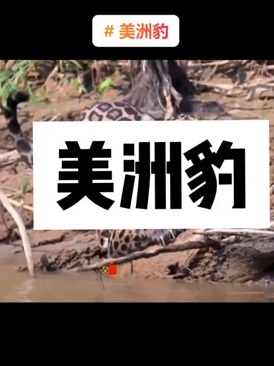 美洲豹是生活在水边的猫科动物,长得很像老虎,不仅善于爬树,还是游泳高手,也是西半球最大型和