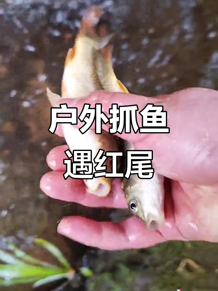 小河抓鱼大冒险，红尾巴鱼意外现身