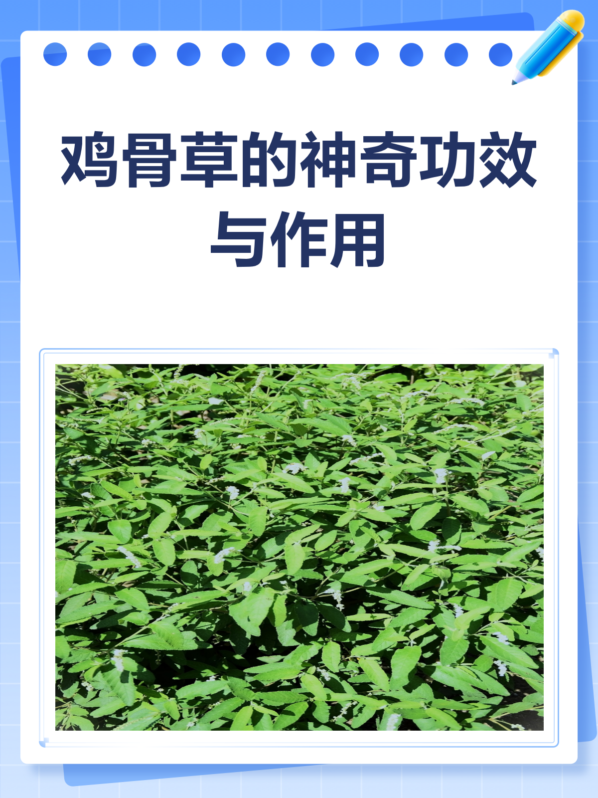 鸡骨草—湿热克星,还能保肝护胃!