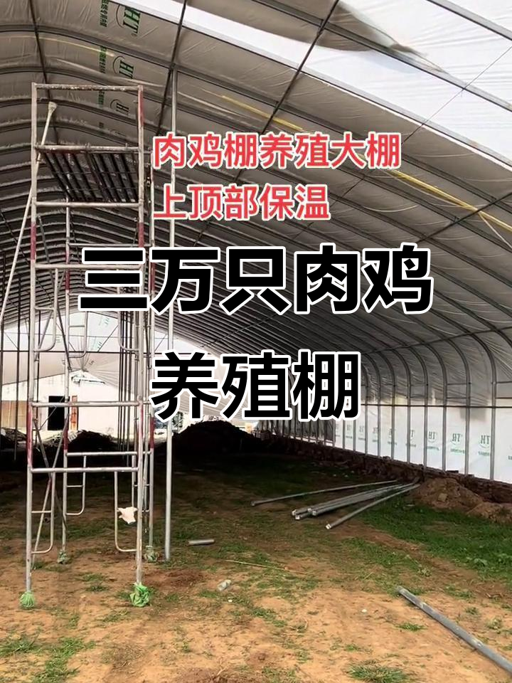 河南天城温室大棚:肉鸡养殖保温技巧,三万只规模参考