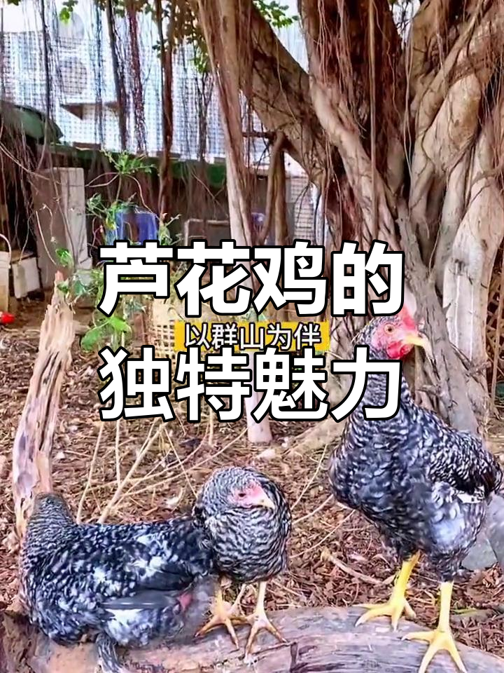 芦花鸡:山东汶上特产,柴鸡之王的美味与药膳