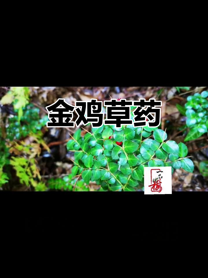 独脚金鸡，清热解毒，辅助治疗肺部肿瘤