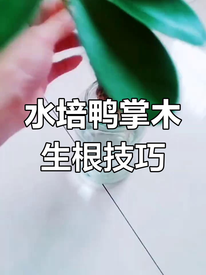 鸭掌木枝条水培生根,简单步骤教你轻松搞定