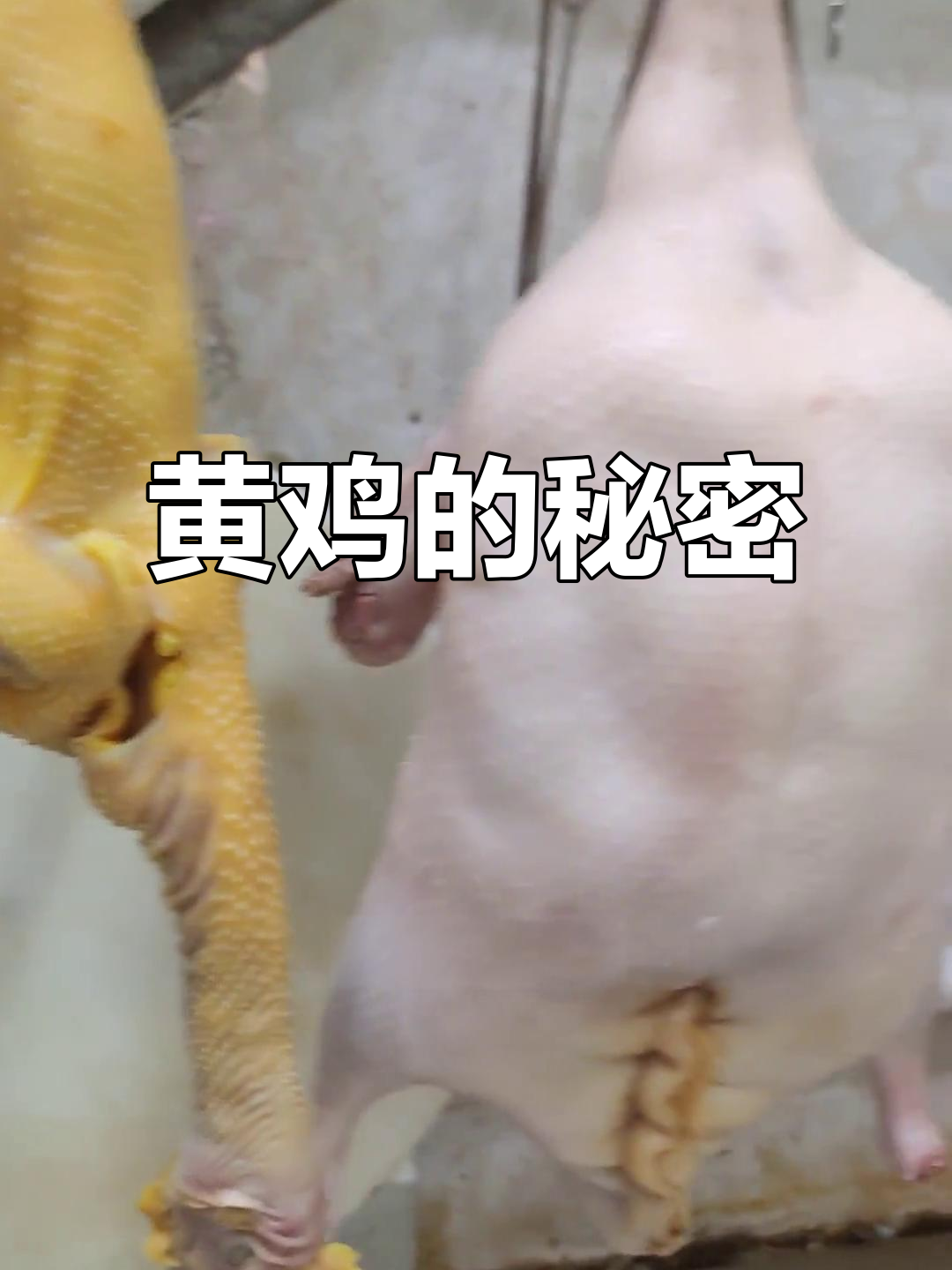 鸡黄是因为吃玉米,天然颜色无需额外处理