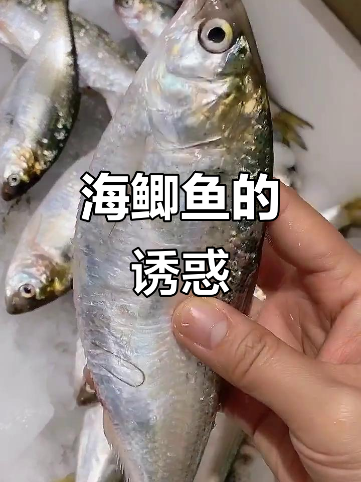 新鲜海鲫鱼,煎焖香气扑鼻,晒干更美味!