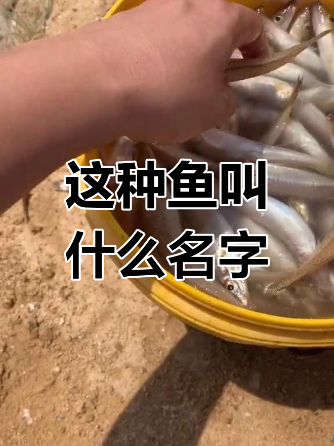 沙尖鱼,北方人叫它什么?