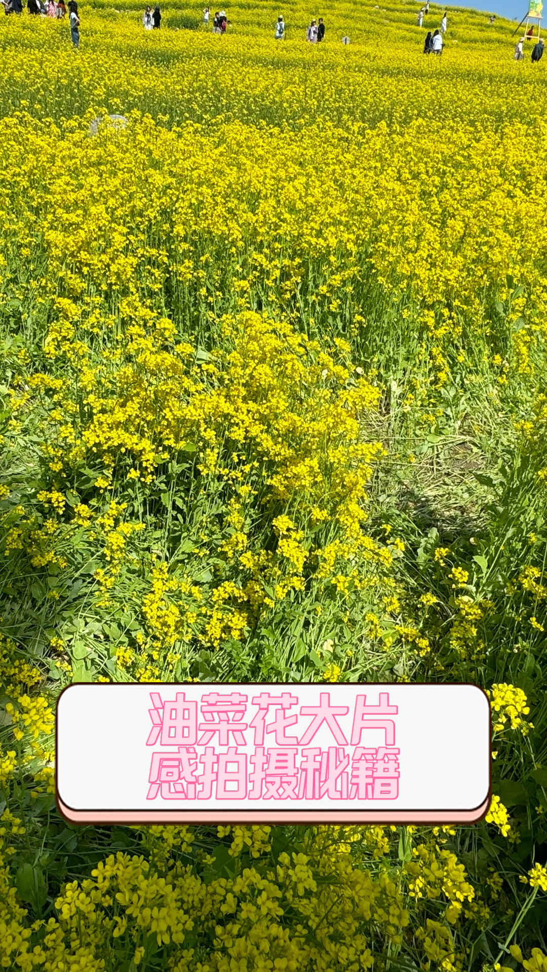 油菜花大片感拍摄秘籍