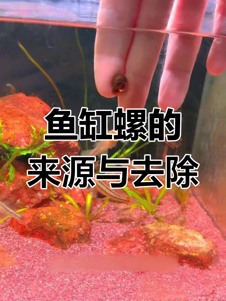 鱼缸螺从何而来?如何轻松清除?