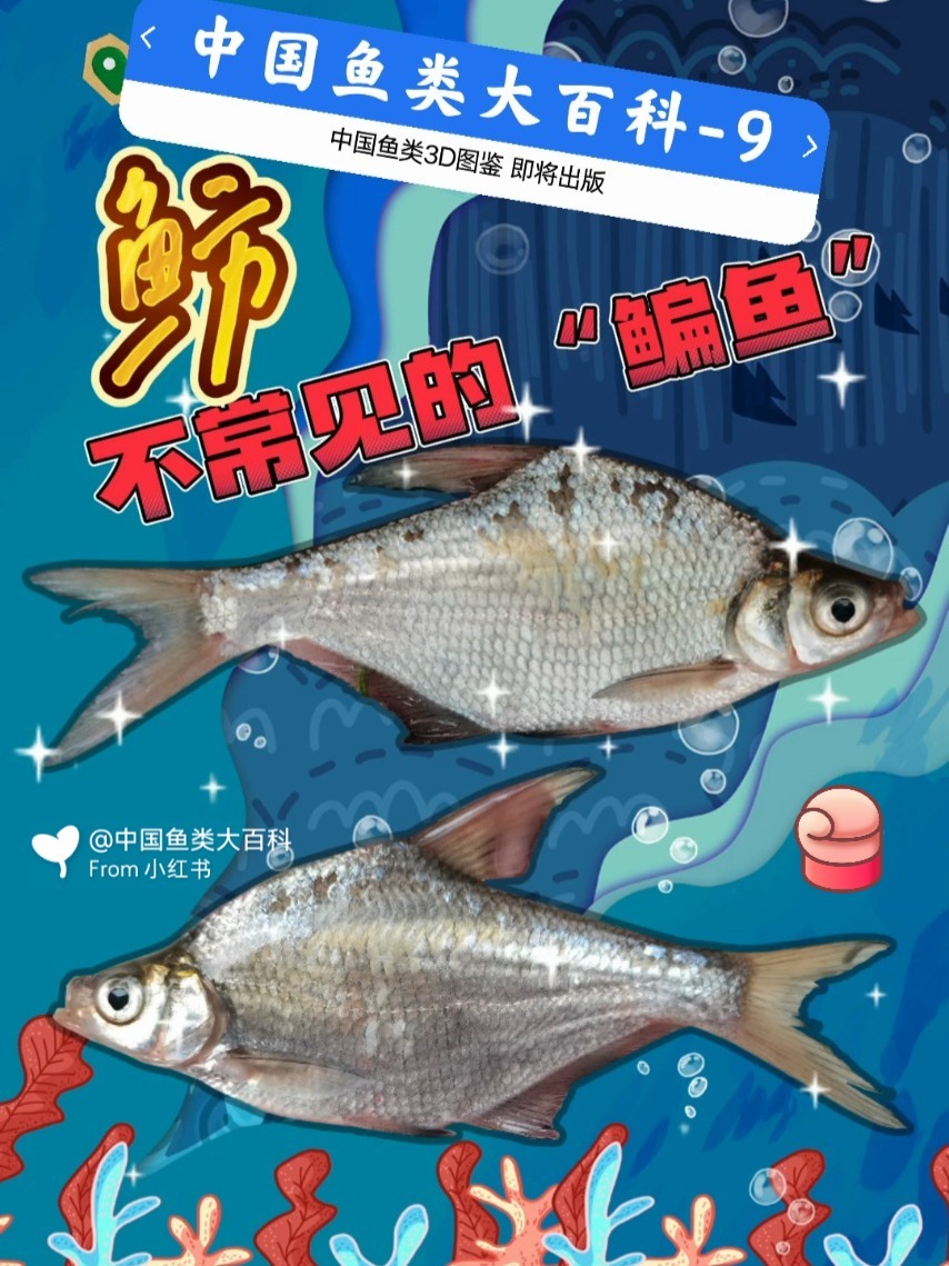 鲂鱼~市场上不常见的“鳊鱼”,你摸鱼了嘛