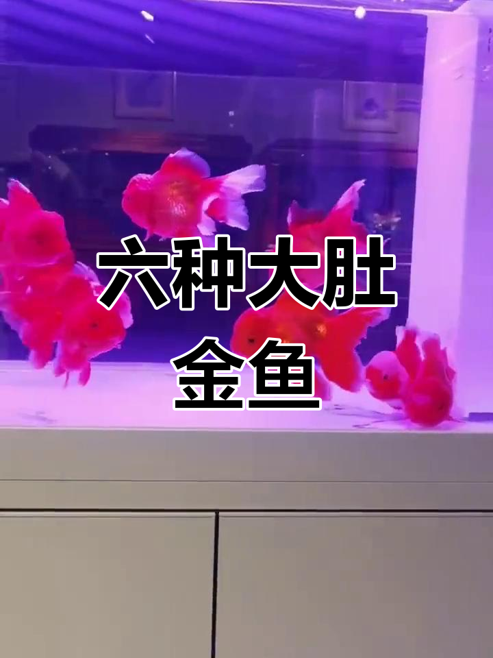大肚金鱼种类解析